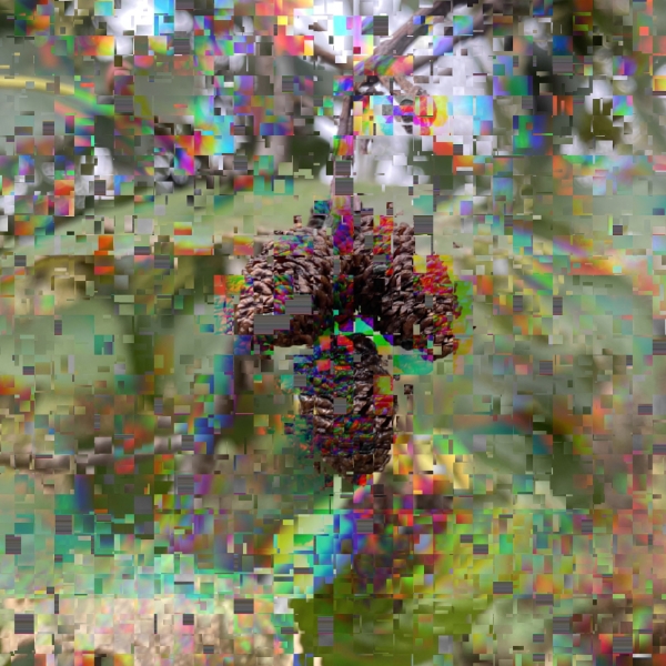 Daisy Wright, ART 244