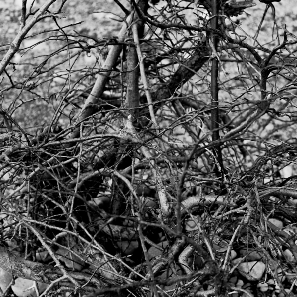 Molly Stefiuk, ARTS 244