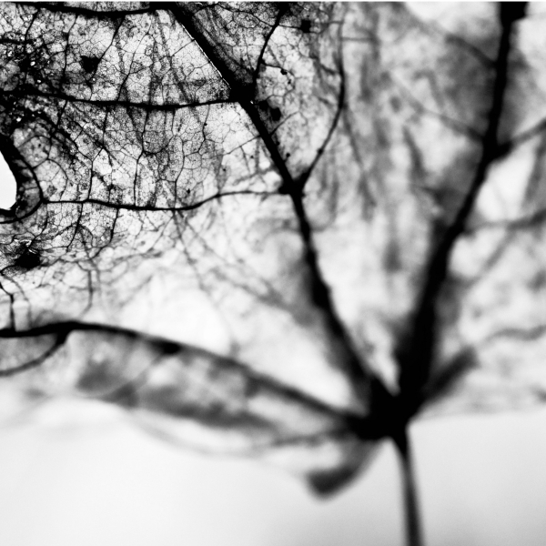 Yukino Yokoya, ARTS 368