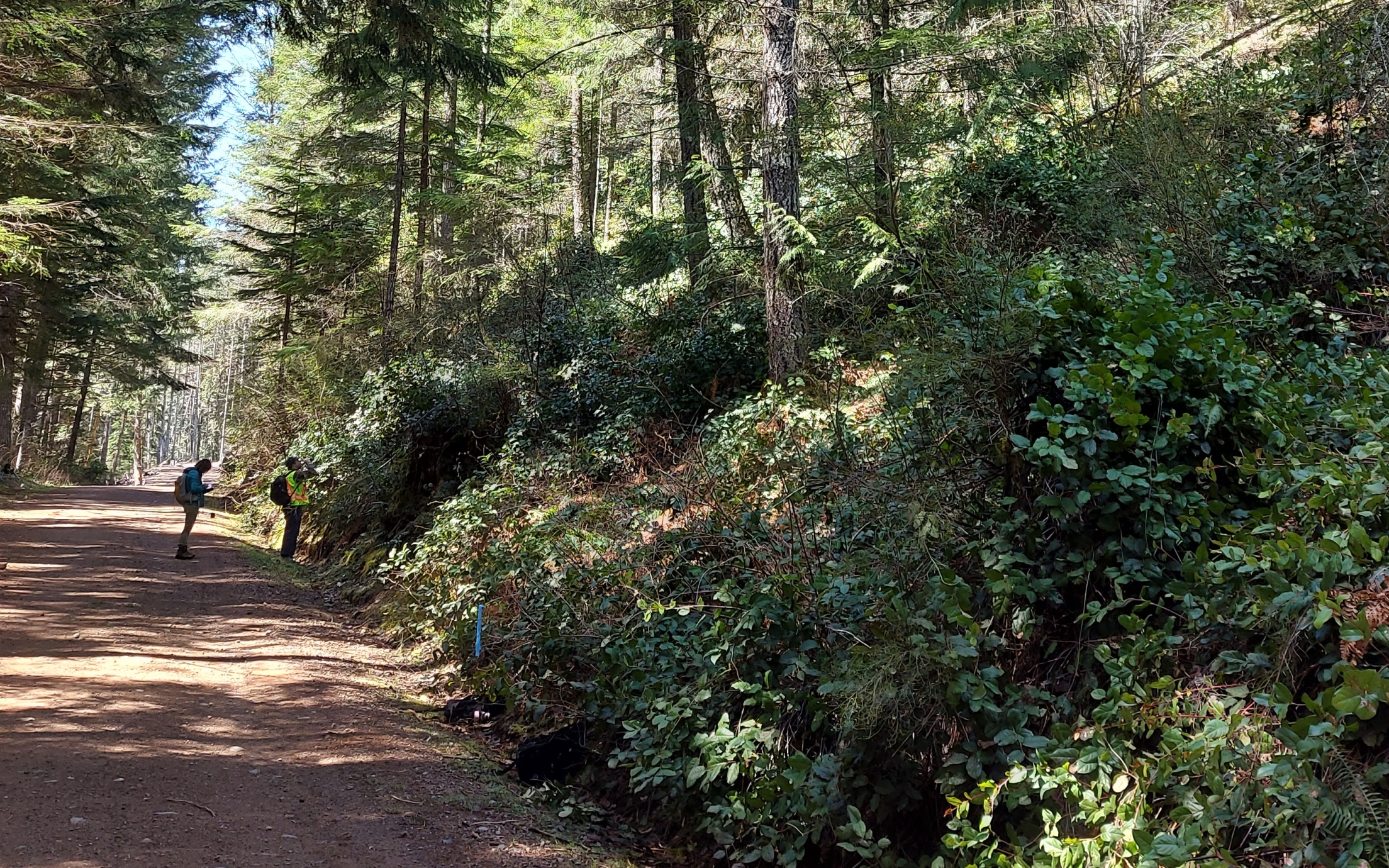 Students on a gravel road in the VIU Woodlot