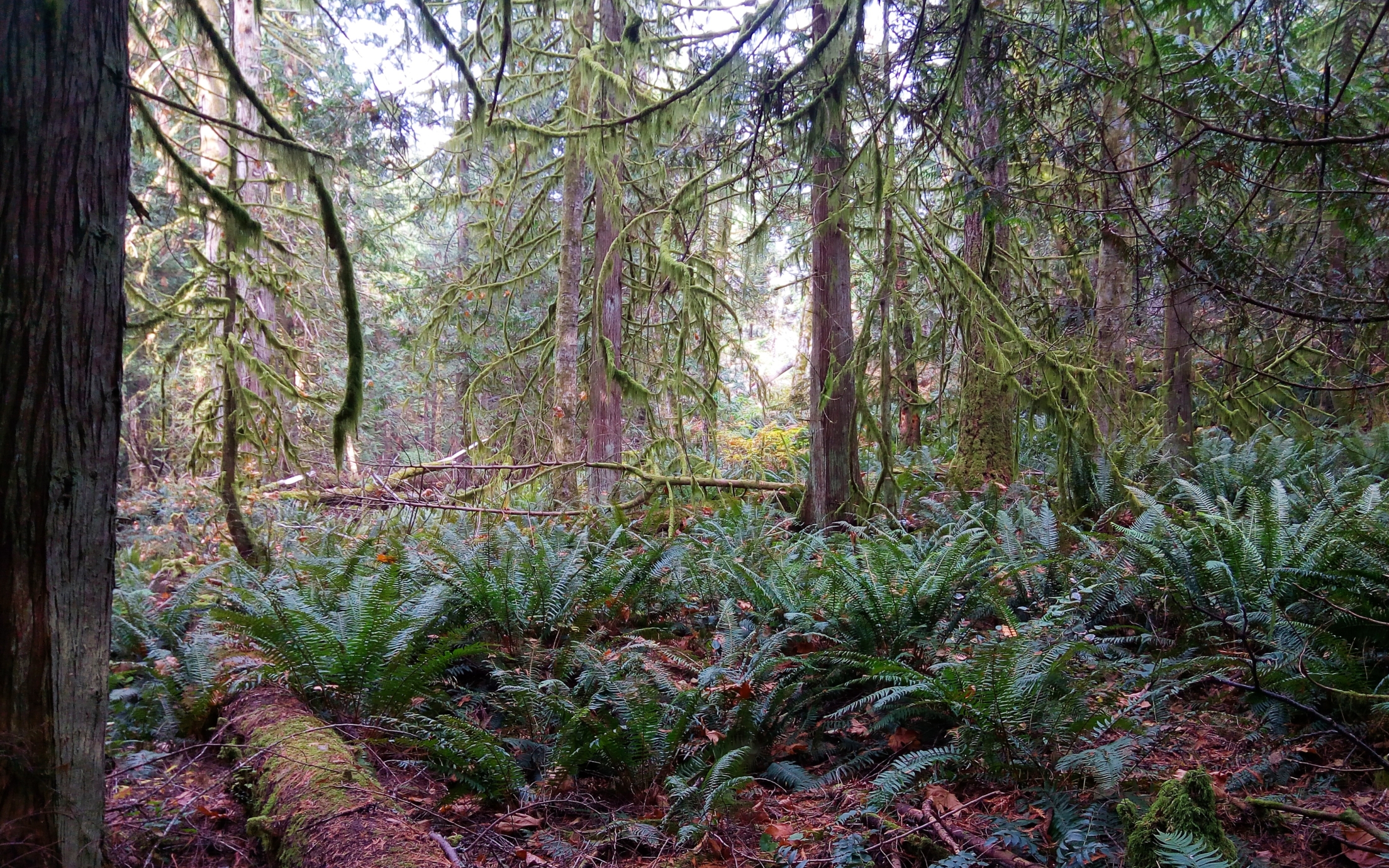 sword ferns on forest floor