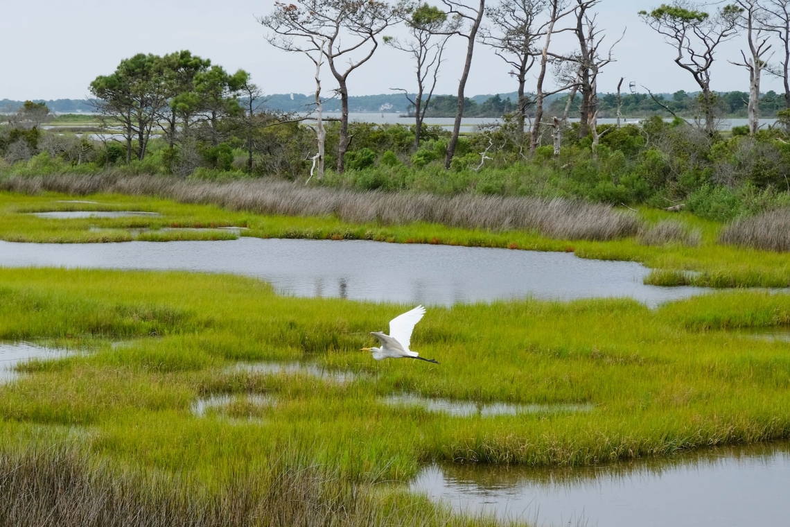 egret over marsh