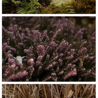 Becca Savage, She. (a selection of images from the short series of the same name) digital photography, plastic toy cow, oil paint