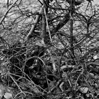 Molly Stefiuk, ARTS 244