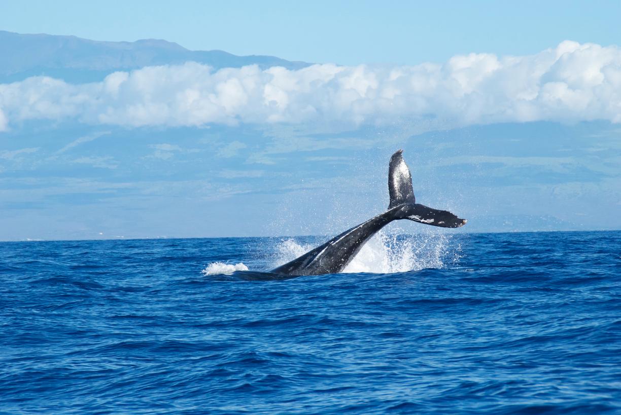 orca tail in water