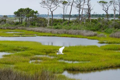 egret over marsh