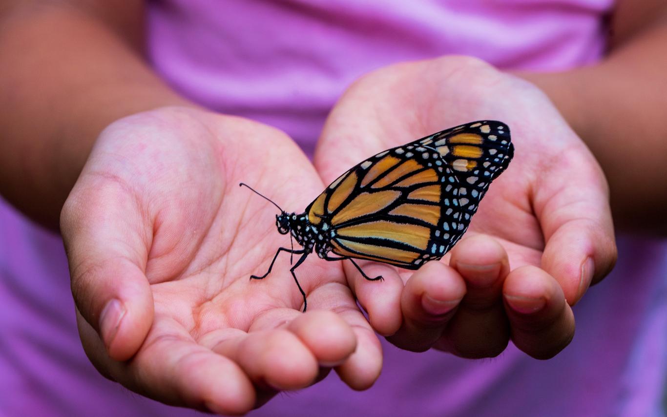 child's hands holding butterfly